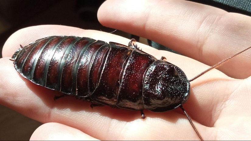 Cockroach insect sound effects