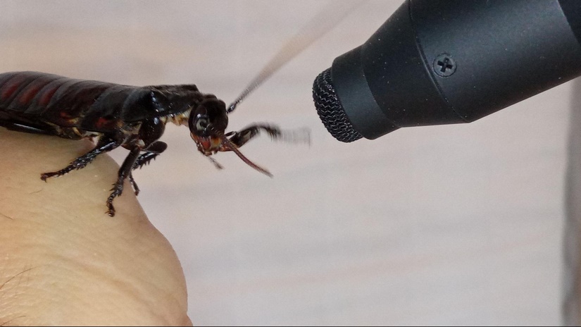 Insect sound effects recording