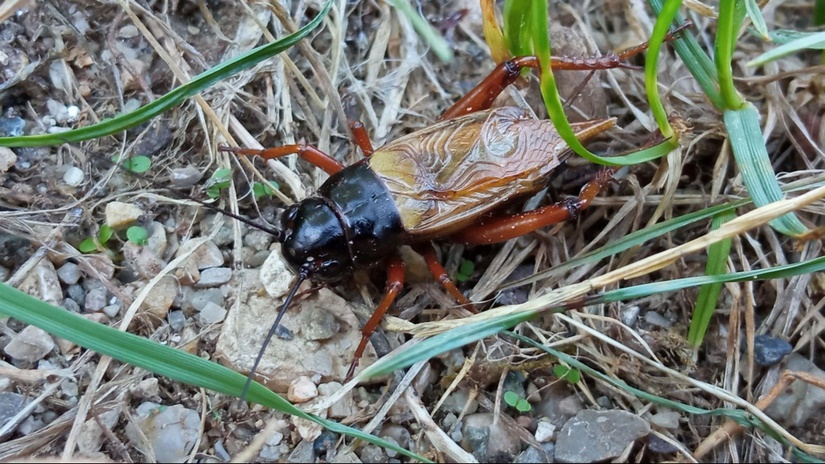 Gryllus bimaculatus insect sound effects