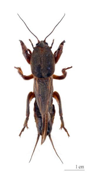 UltrasonicInsectsV2_sound-02