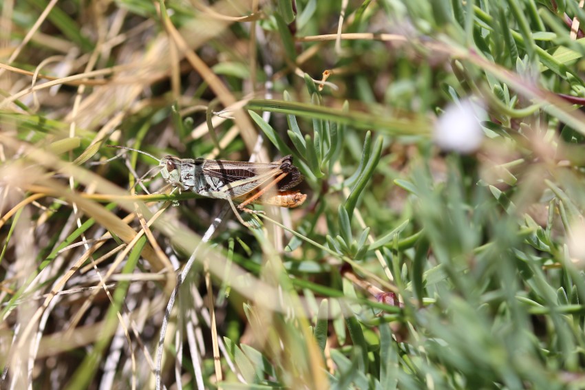 UltrasonicInsectsV2_sound-03