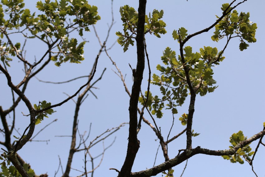 UltrasonicInsectsV2_sound-04