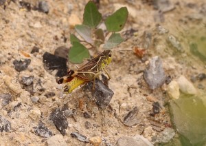 UltrasonicInsectsV2_sound-05