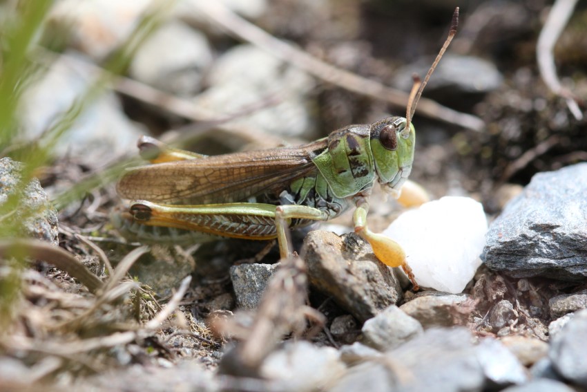 UltrasonicInsectsV2_sound-06