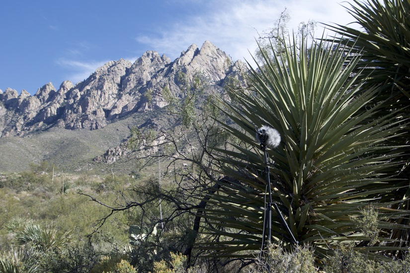 Las Cruces Yucca wind