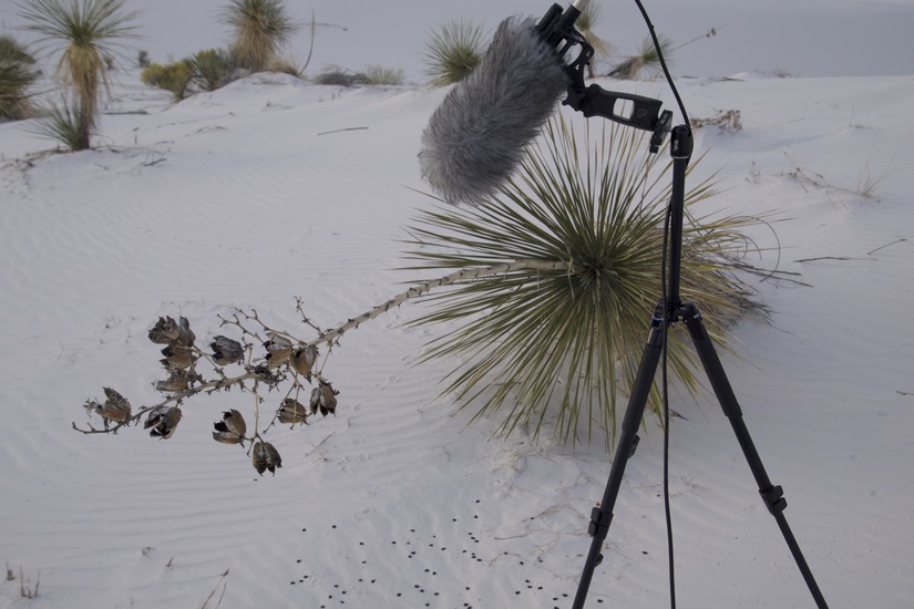 White Sands seed pod wind